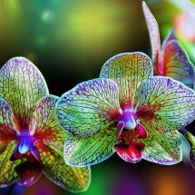 Photo:  Alien orchids 